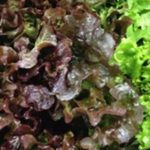 Lettuce : Romaine, Green and Red Leafy