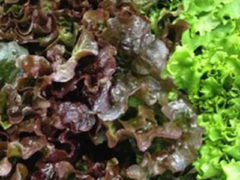 Lettuce : Romaine, Green and Red Leafy