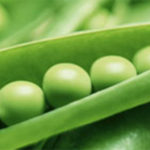 Sweet Peas