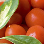 Tomatoes : Grape and Cherry