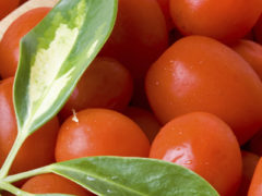 Tomatoes : Grape and Cherry