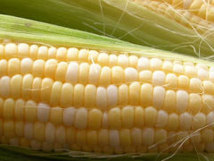 Our Famous Sweet Corn