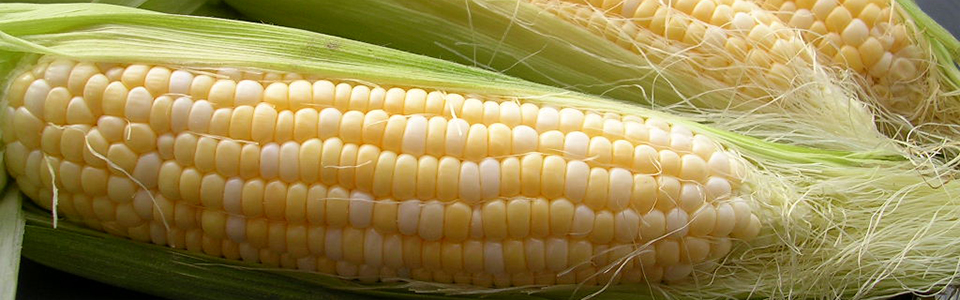 Our Famous Sweet Corn