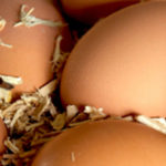 Brown Eggs : Farm Fresh, Free Run