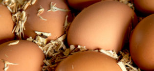 Brown Eggs : Farm Fresh, Free Run
