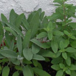 Herbs : Basil, Oregano, Rosemary, Lavender, Dill, Parsley, Coriander, Cilantro, Thyme