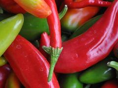 Hot Peppers : Various Varieties