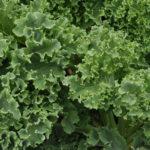 Kale: Red & Green