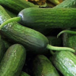 Pickling Cucumbers