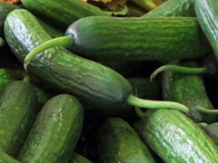 Pickling Cucumbers