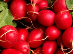 Radishes: Red and Watermelon