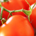 Tomatoes : Six Varieties