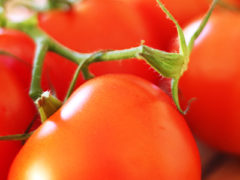 Tomatoes : Six Varieties