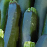 Zucchini : Yellow and Green