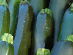 Zucchini : Yellow and Green