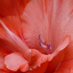 Gladiolus Cut Flowers