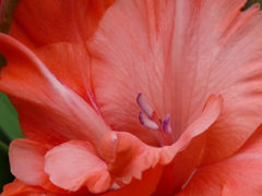 Gladiolus Cut Flowers