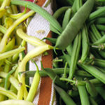 Beans : Yellow Wax and Green
