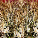 Corn Stalks