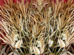 Corn Stalks