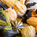 Mixed Gourds