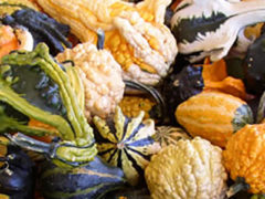 Mixed Gourds