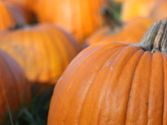 Pumpkins