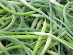 Garlic Scapes