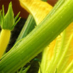 Zucchini Flowers