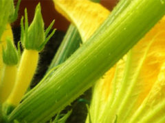 Zucchini Flowers