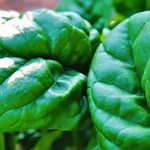 Spinach