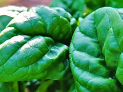Spinach