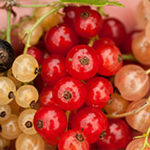 Currants