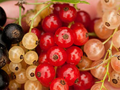 Currants