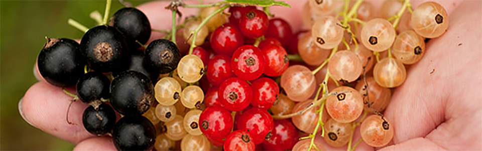Currants