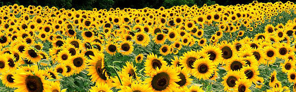 Sunflowers